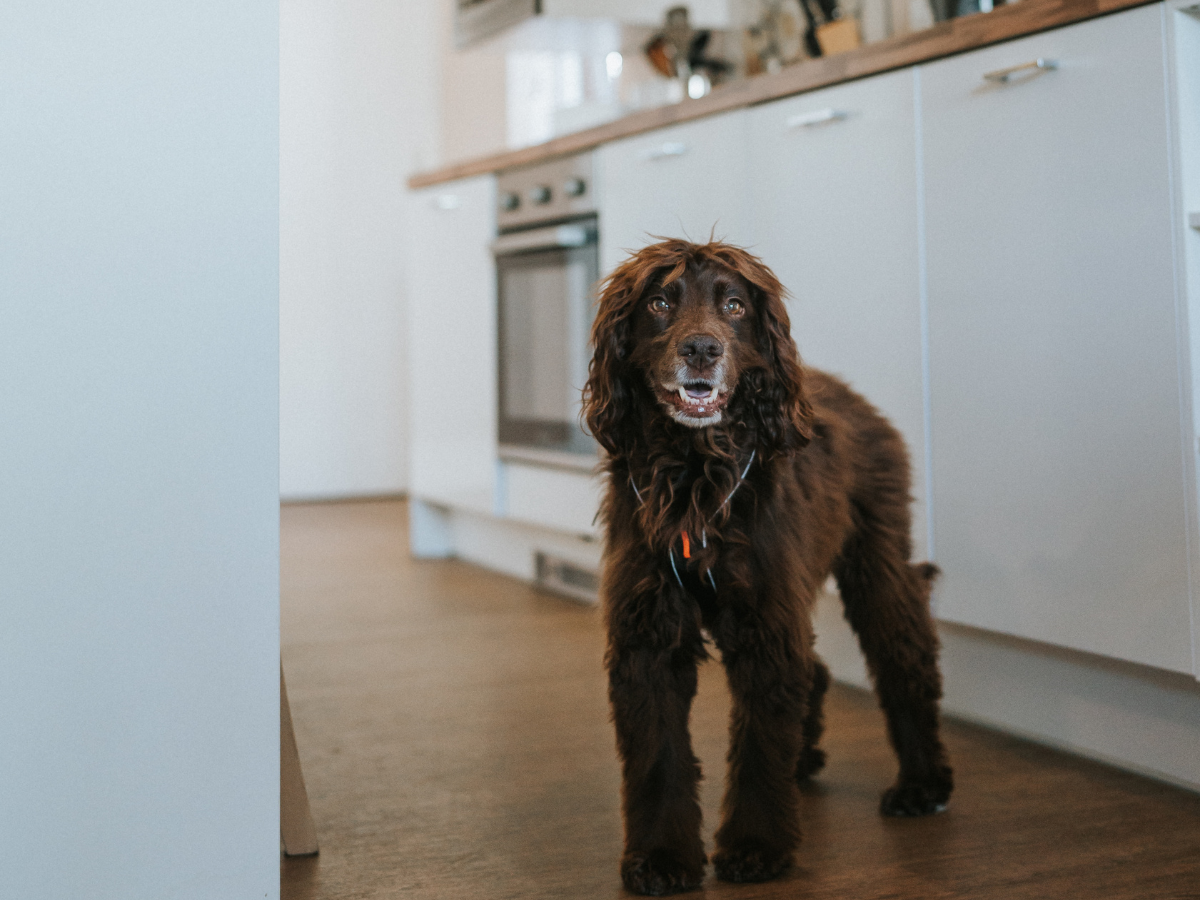 dog friendly kitchen.png