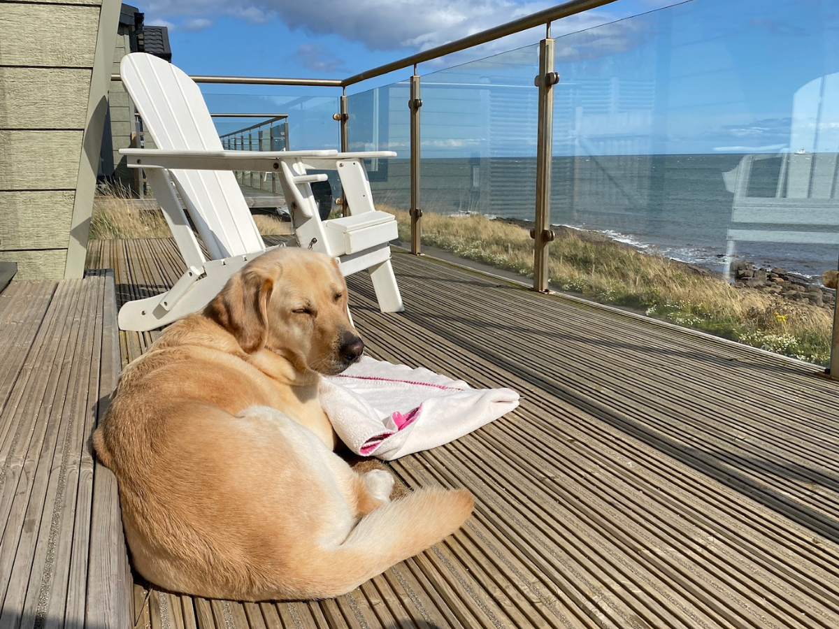 pet-friendly patioon patio.png